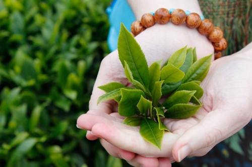 chữa ngứa vùng kín có mùi hôi tại nhà bằng lá trà xanh chữa ngứa vùng kín có mùi hôi tại nhà bằng lá trà xanh