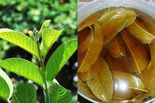 chữa ngứa vùng kín tại nhà bằng lá ổi chữa ngứa vùng kín tại nhà bằng lá ổi