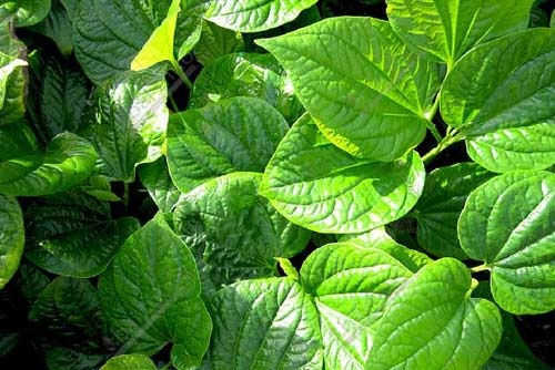 chứa ngứa vùng kín tại nhà bằng lá lốt chứa ngứa vùng kín tại nhà bằng lá lốt