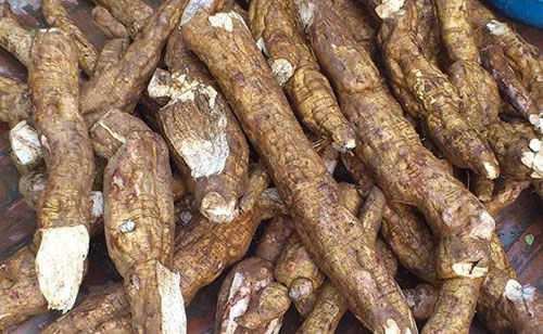 Chữa tiểu rắt ở nữ giới bằng củ sắn dây
