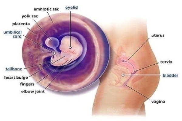 giá thuốc phá thai 7 tuần tuổi