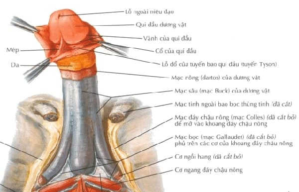 bao quy đầu là gì cấu tạo chức năng và các bệnh thường gặp 2