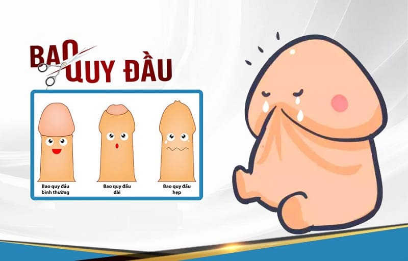chức năng của bao quy đầu 2