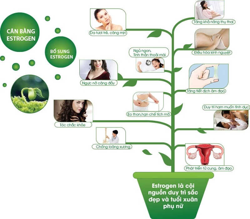 Vai trò của nội tiết tố đến sức khỏe và sắc đẹp 2