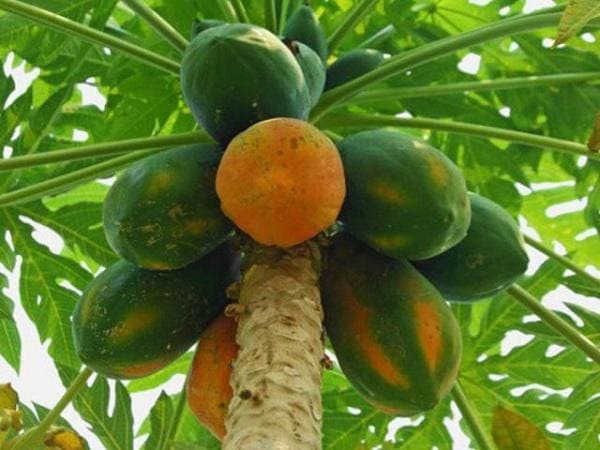 mẹo chữa rong kinh bằng đu đủ xanh