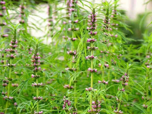 mẹo chữa rong kinh 3