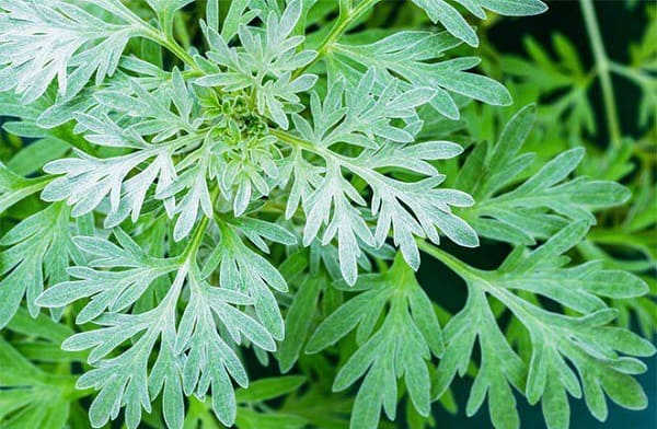 mẹo chữa rong kinh tại nhà