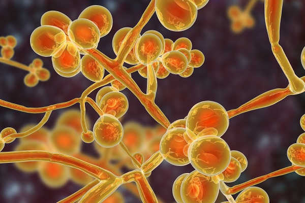 nam-candida