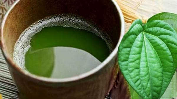 nước lá trầu không trị nấm
