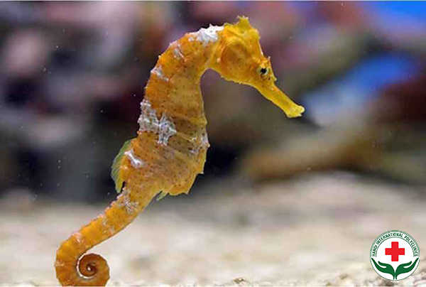 an-ca-ngua-co-tot-cho-sinh-ly-nam-gioi.