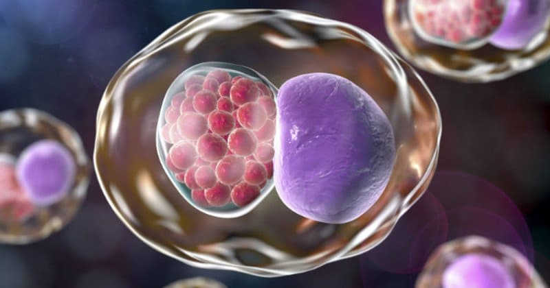 Nguyên nhân bị viêm vòi trứng