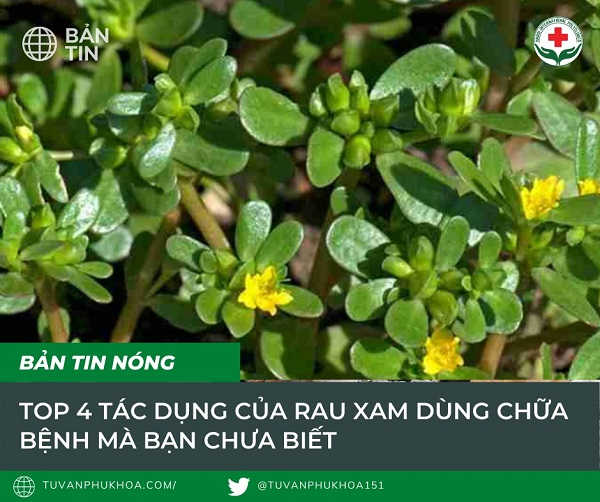 tac-dung-cua-rau-xam
