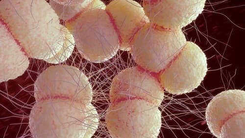 Chữa bệnh lậu mấy ngày thì khỏi