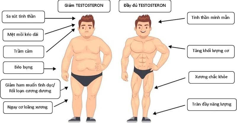 So sánh người thiếu testosterone và người đủ testosterone
