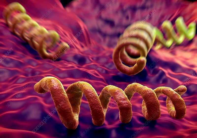 vi khuẩn giang mai Treponema pallidum và con đường lây nhiễm