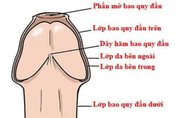 Cấu tạo của bao quy đầu