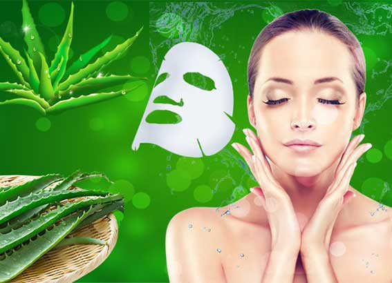 hướng dẫn làm đẹp cùng cây lô hội