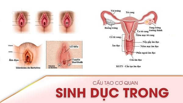 cấu tạo bộ phận sinh dục nữ bên trong