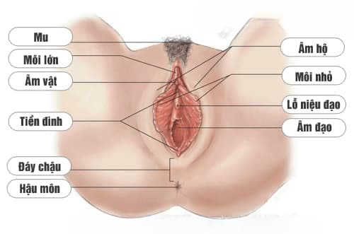 hình ảnh cấu tạo bộ phận sinh dục nữ