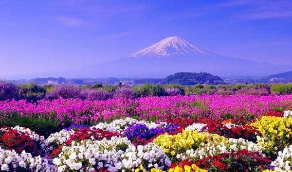 du lịch đồi hoa hè nhật bản
