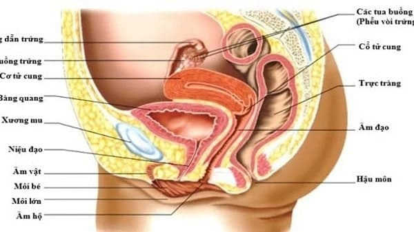 niệu đạo nữ giới là gì